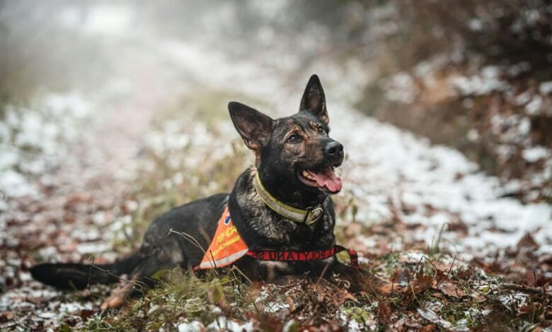 caller tracking phone service